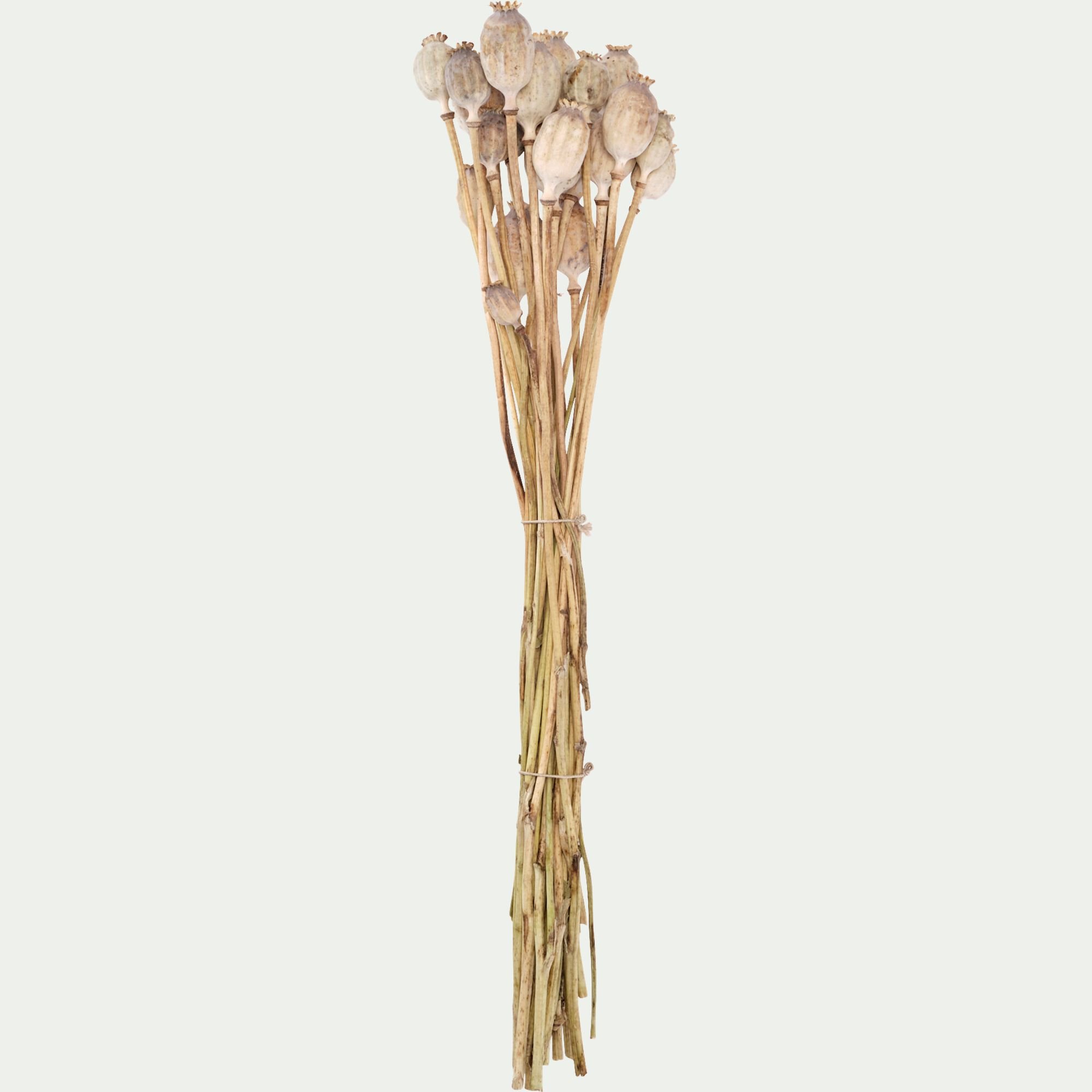 FLORALIE - Botte de pavots séchés 50cm - blanc