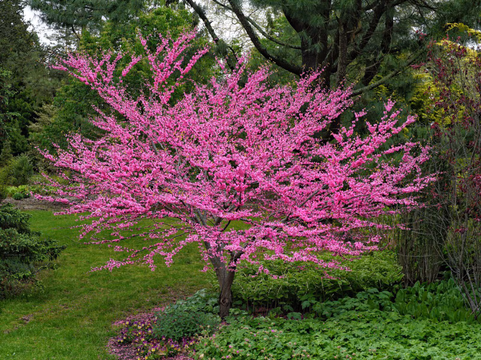 Buy 1 get 2 free, Eastern Redbud starter plant, 1-2 inches tall