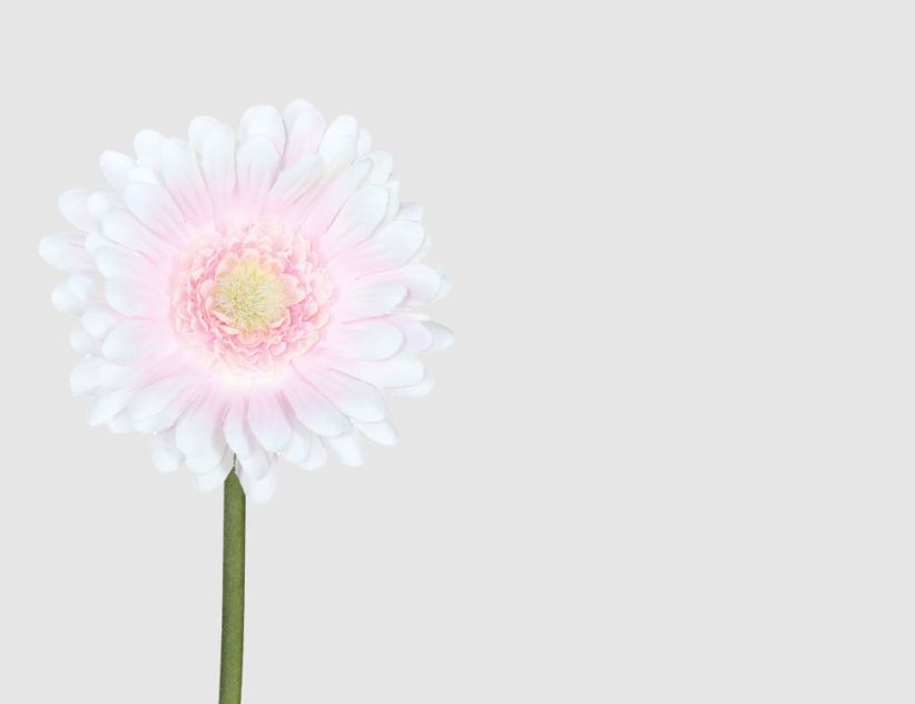 Einzelblume Gerbera Rosa