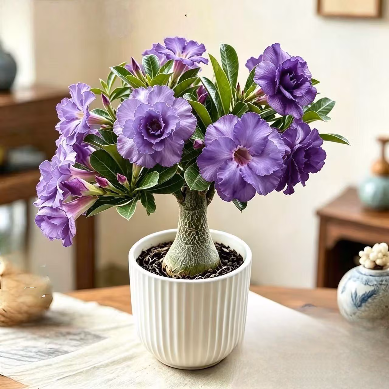 Purple Desert Rose Live Plant | Adenium Obesum Bonsai Caudex, Flowering Succulent, Gift for Gardeners