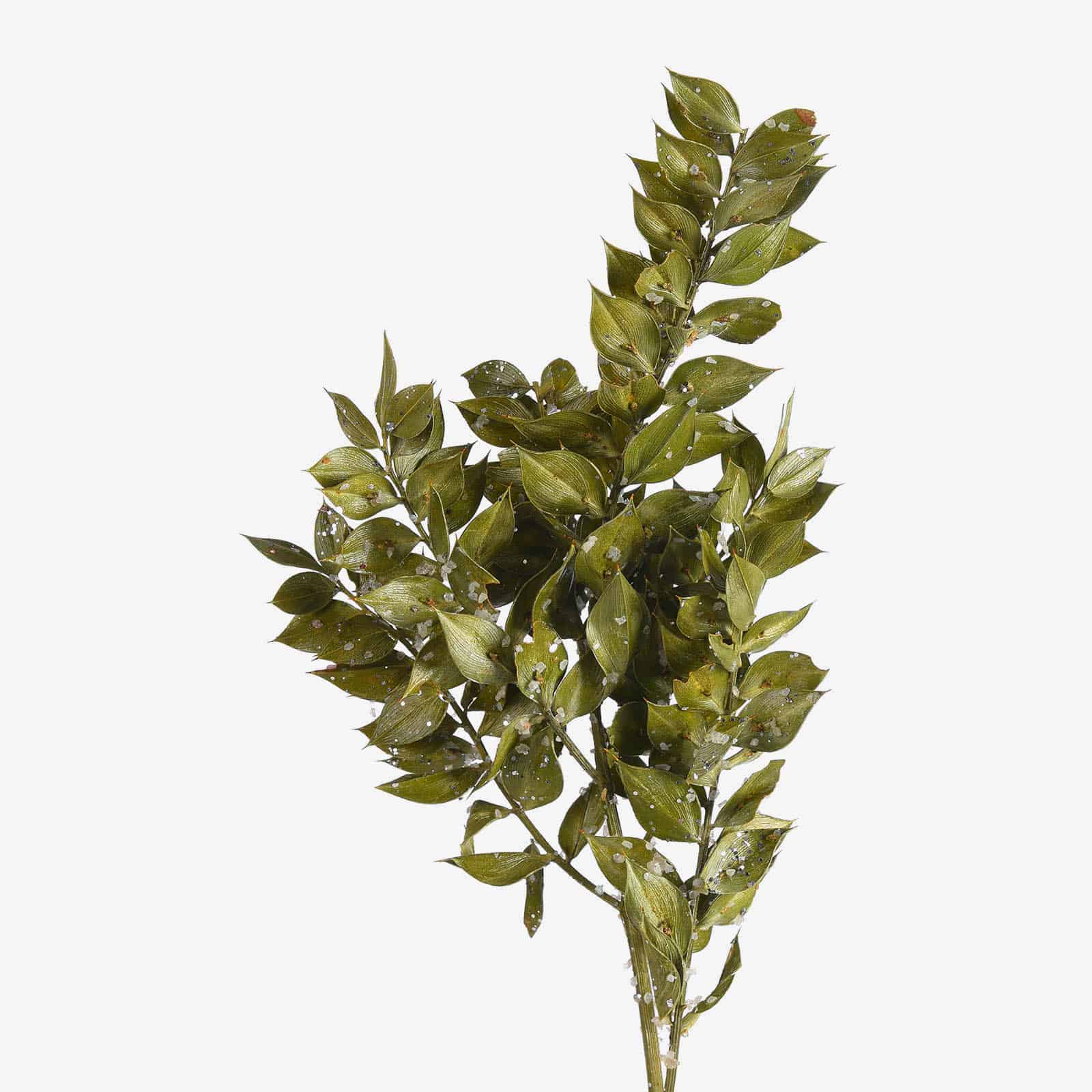 Glitzer-Trockenblumenzweig Ruscus Grün,L 200 mm