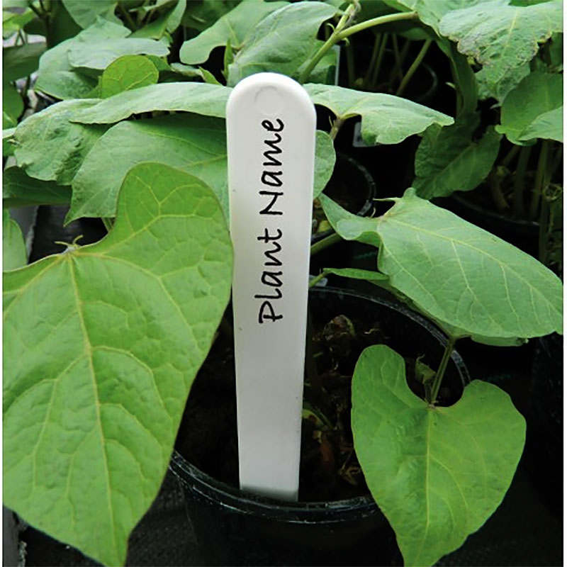 Plantetikett vit 20 cm, 20-pack