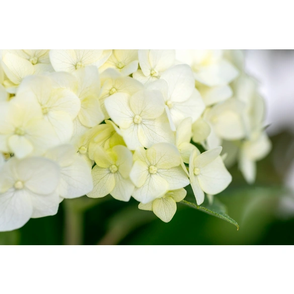 Ballhortensie Hydrangea arborescens »FlowerWow®«, weiß