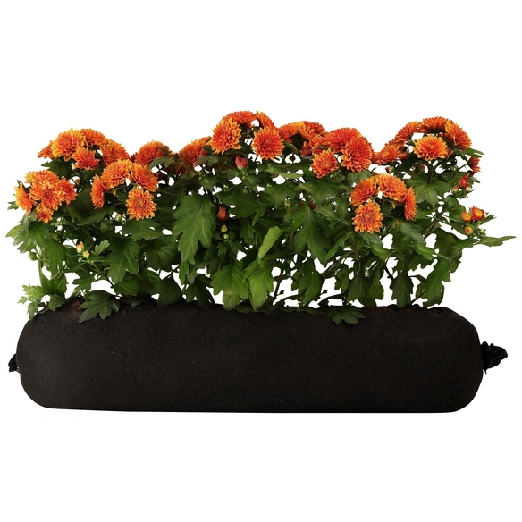 Blumen-Bag Herbst Chrysanthemen, max. Wuchshöhe: 30 cm, Blüte: bunt