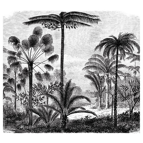 Papier peint intissé GRAVURE PALMIER 300 x 270 cm (LxH) - Tapisserie murale panoramique XXL, Made in France par Scenolia