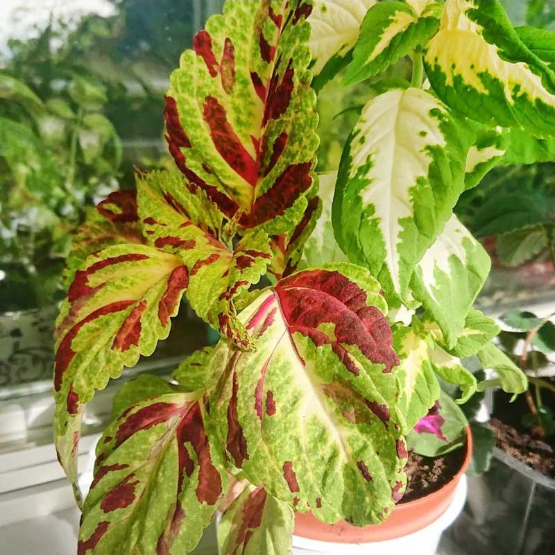 Palettblad 'Rainbow'