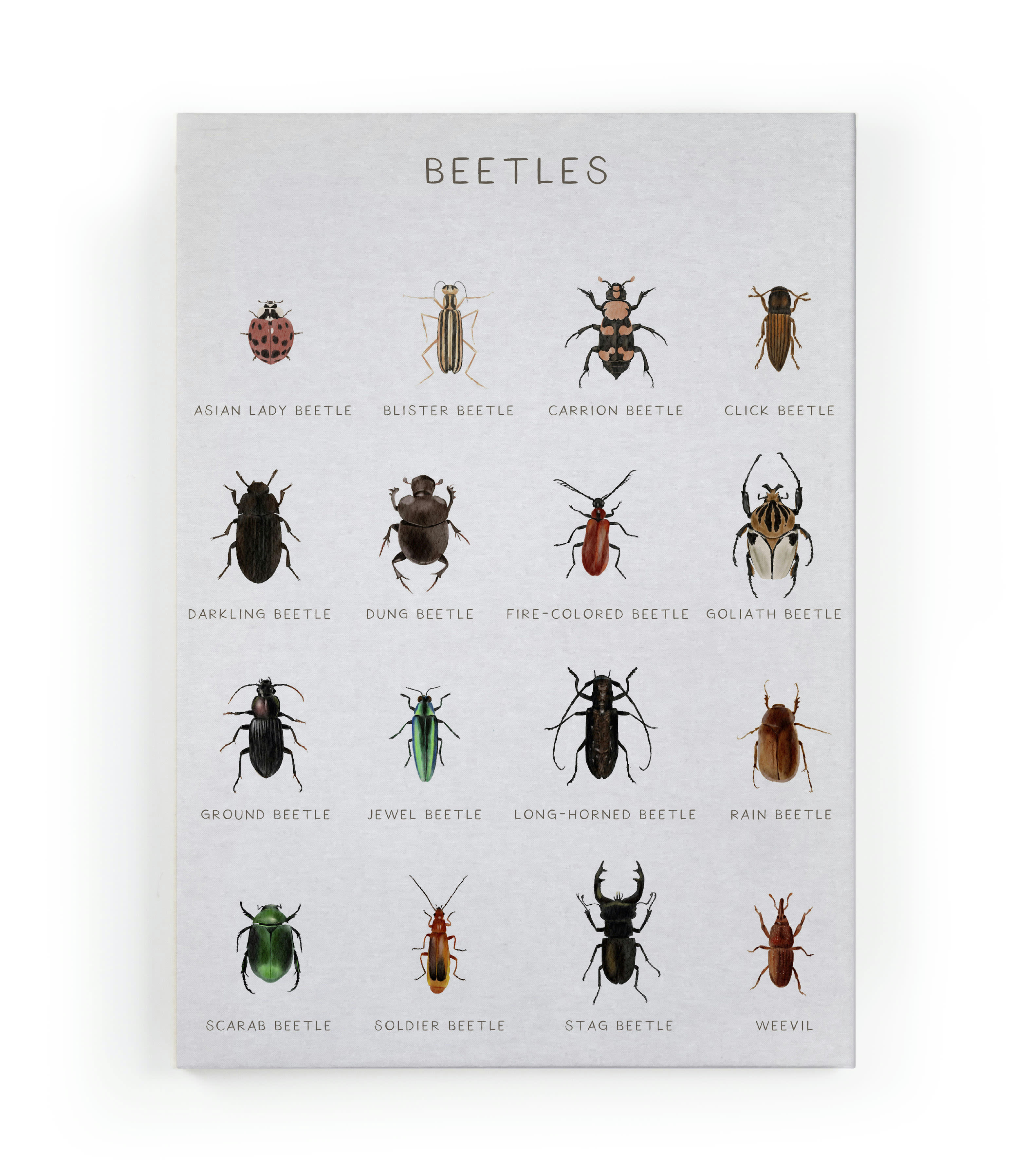 BEETLES - Peinture sur toile 60x40 Imprimé coléoptères