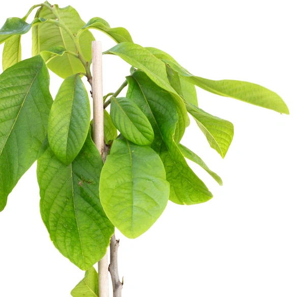 Indianerbanane, Asimina Triloba
