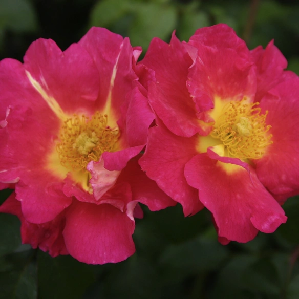 Kletterrose, Rosa »Bajazzo®«, Blütenfarbe: gelb/rosa