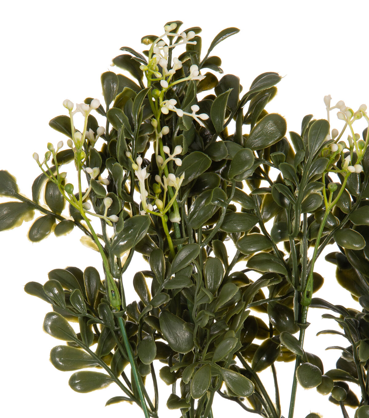 18.5 Boxwood With Berries Bush by Bloom Room