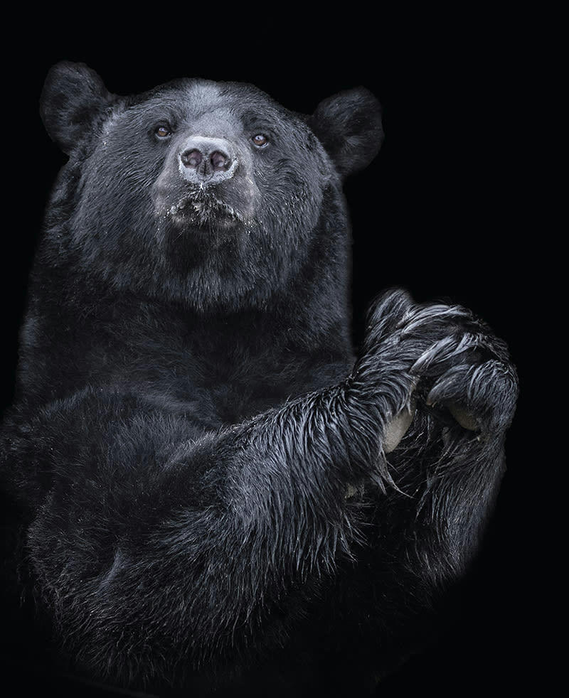 - Tableau sur toile ours 40x50