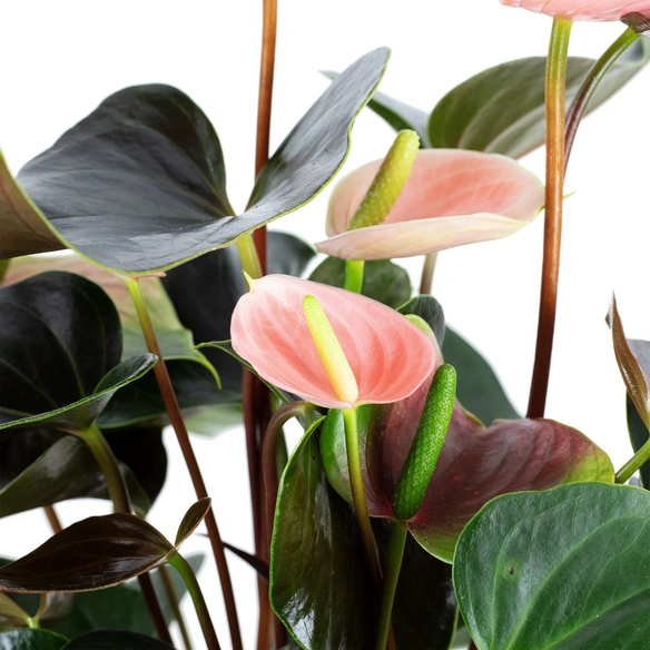 Große Flamingoblume Anthurium andraeanum 6 – 8 Blüten rosa Ø 14 cm