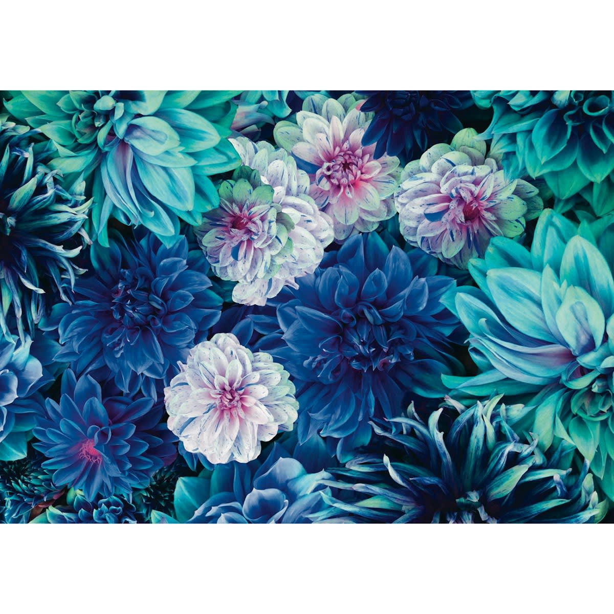 DAHLIA BLEU XL - Papier peint panoramique motif floral Multicolore 384x270cm