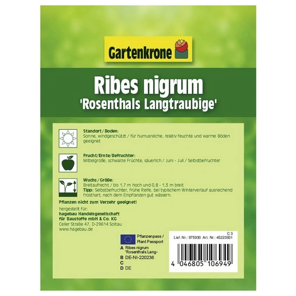 Johannisbeere, Ribes nigrum »Rosenthals Langtraubige«, Frucht: schwarz, zum Verzehr geeignet