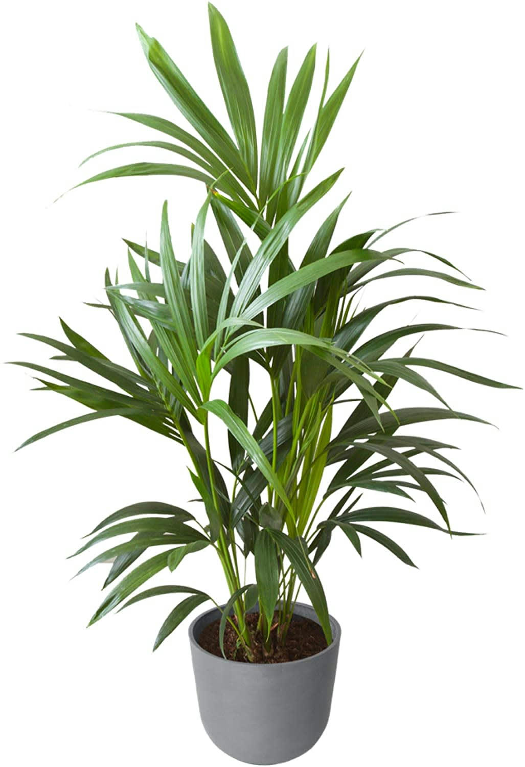 - Plante d'intérieur - Plamier Kentia de 90cm en pot bleu gris