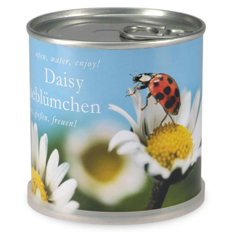 - Marguerites à faire pousser en boite