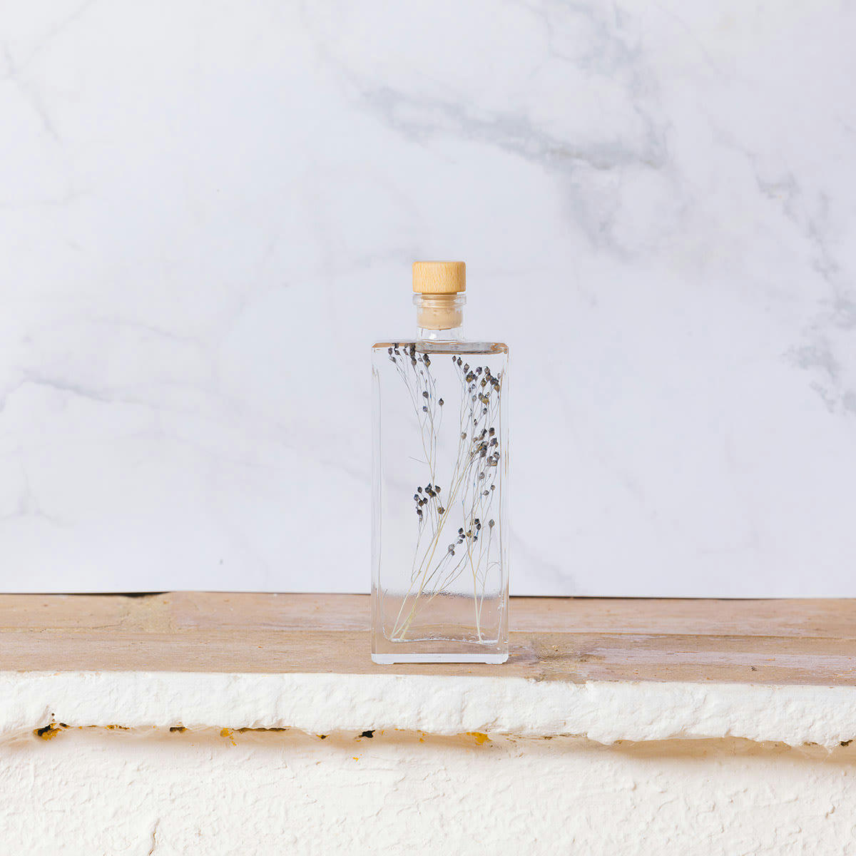 HERBARIUM DE THEOPHILE - Plante immergée Broom bleu