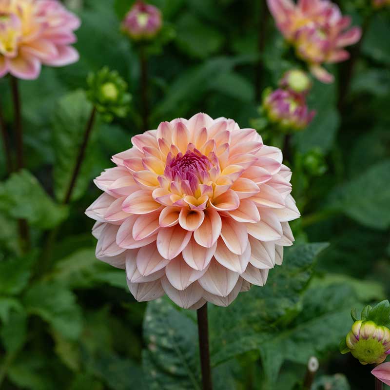 Dekorativdahlia 'Princess Gracia'