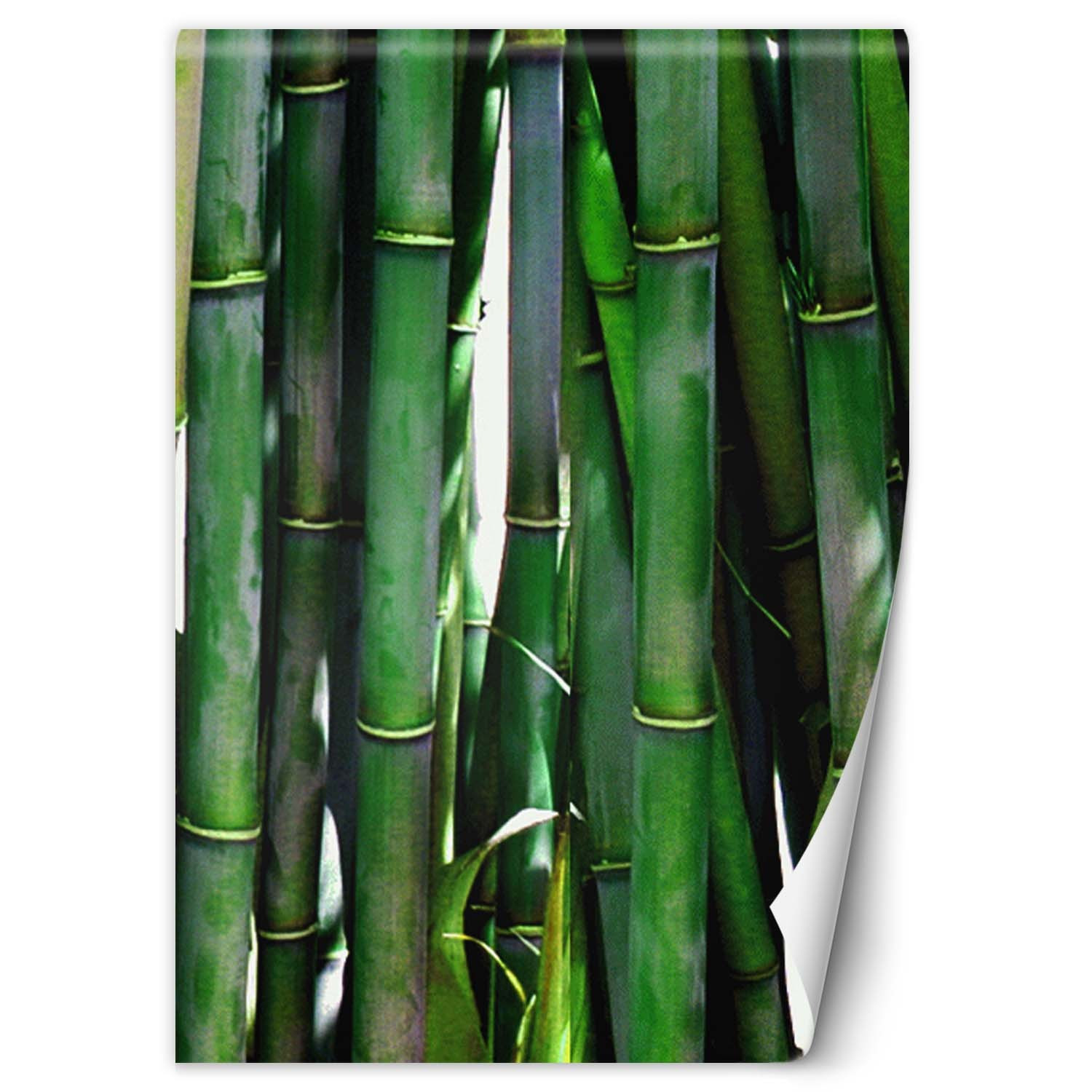 Feeby Fototapeta, Zielone bambusy 100x140