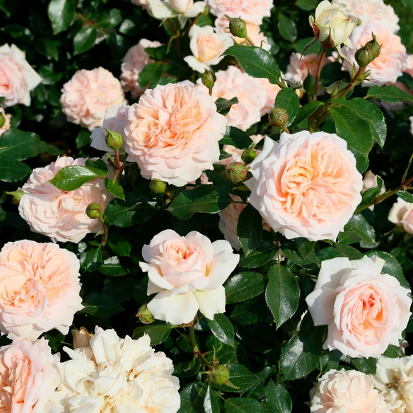 Beetrose, Rosa »Garden of Roses®«, Blüte: rosa, gefüllt