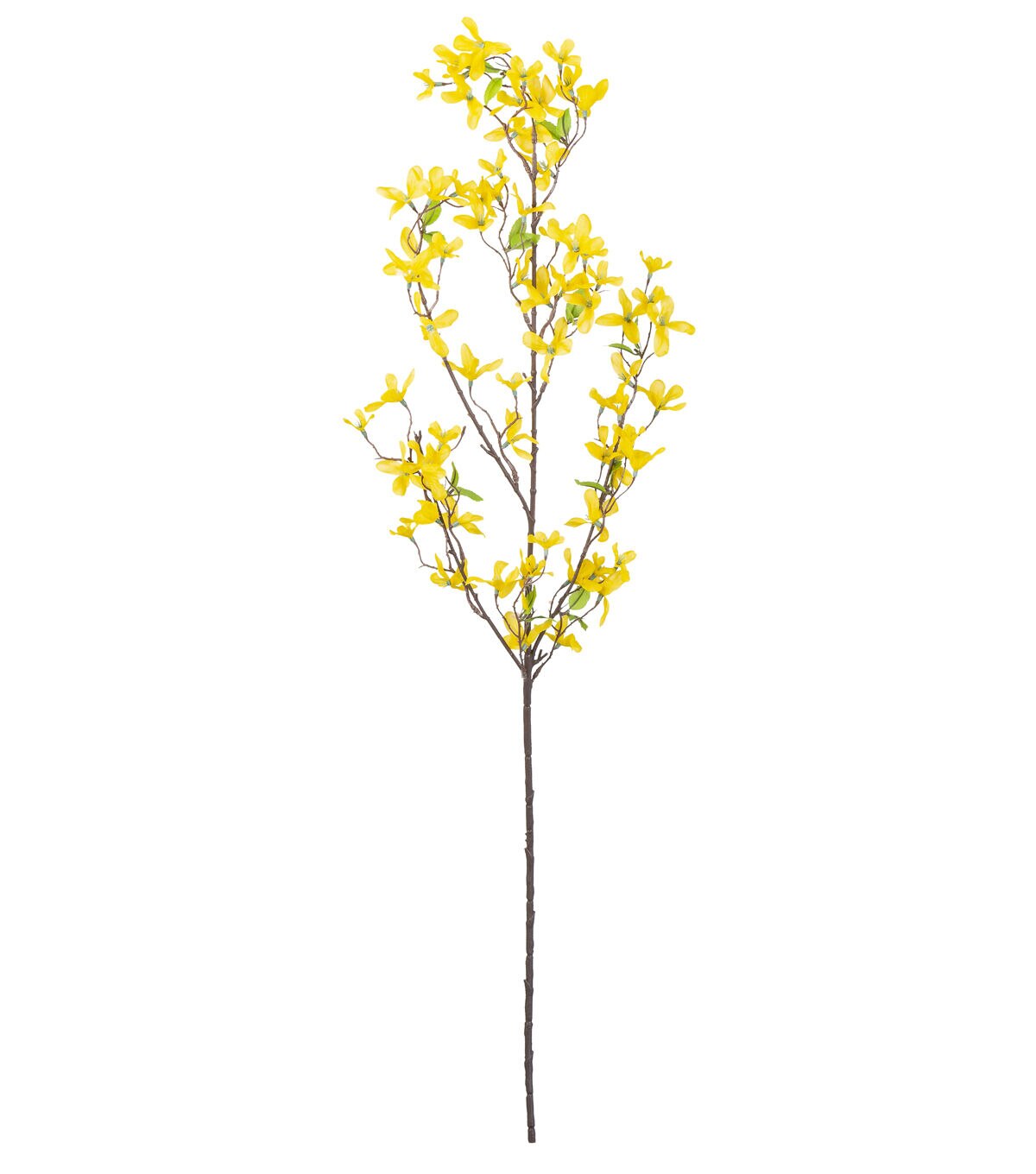 37 Yellow Forsythia Stem by Bloom Room