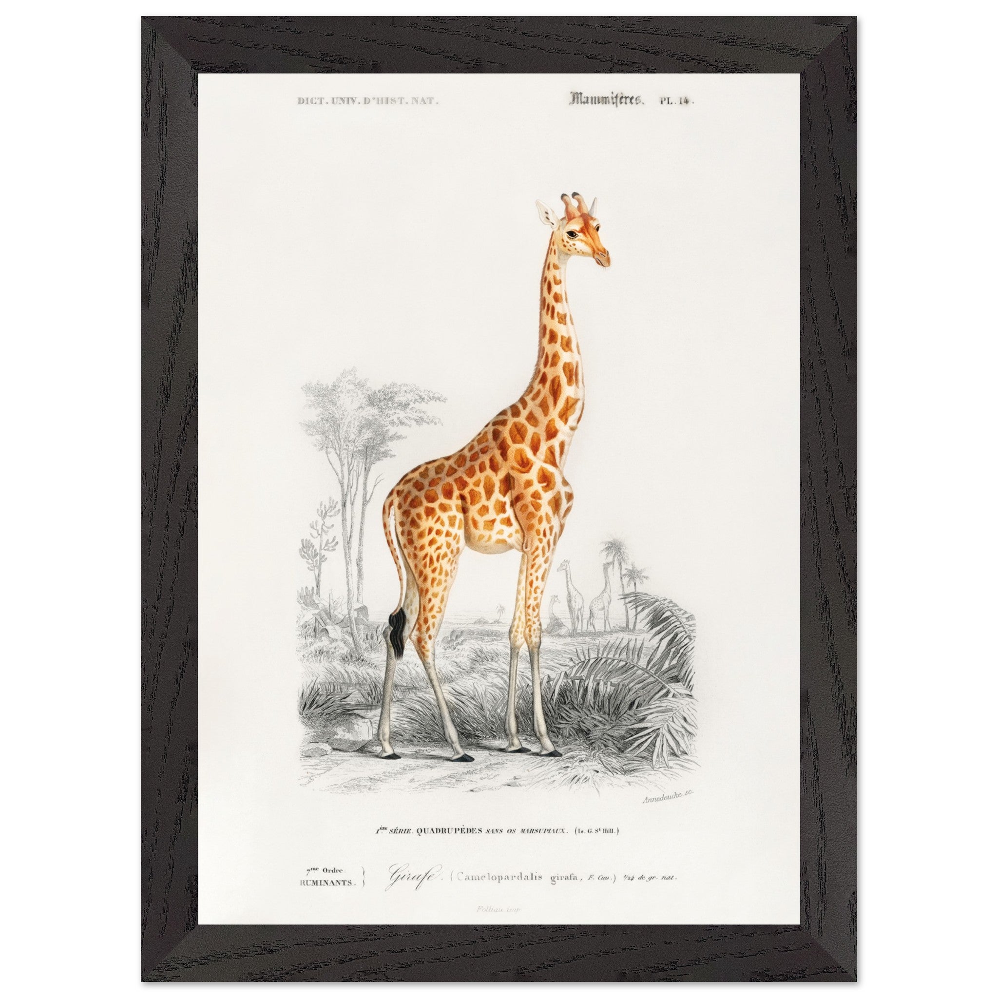 Artfulprints Poster met Lijst Charles Dessalines d'Orbigny - Giraffe (giraffa camelopardalis)  - A4 21x29.7 cm - Oranje