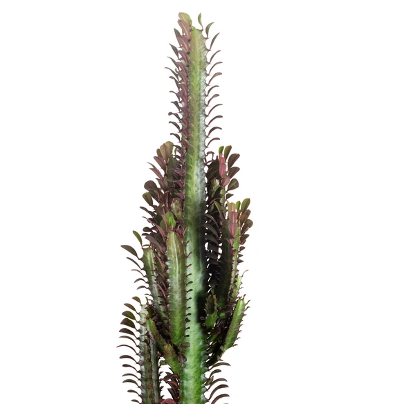 Dreikantige Wolfsmilch, Euphorbia Tirgona