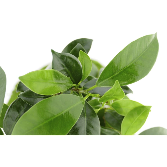 Kibonu Ginseng, Ficus ginseng »Ficus Ginseng«