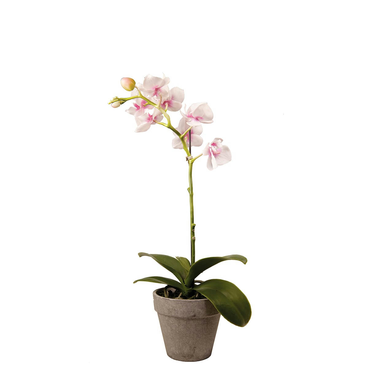 - Orchidée dendrobium en Pot H27