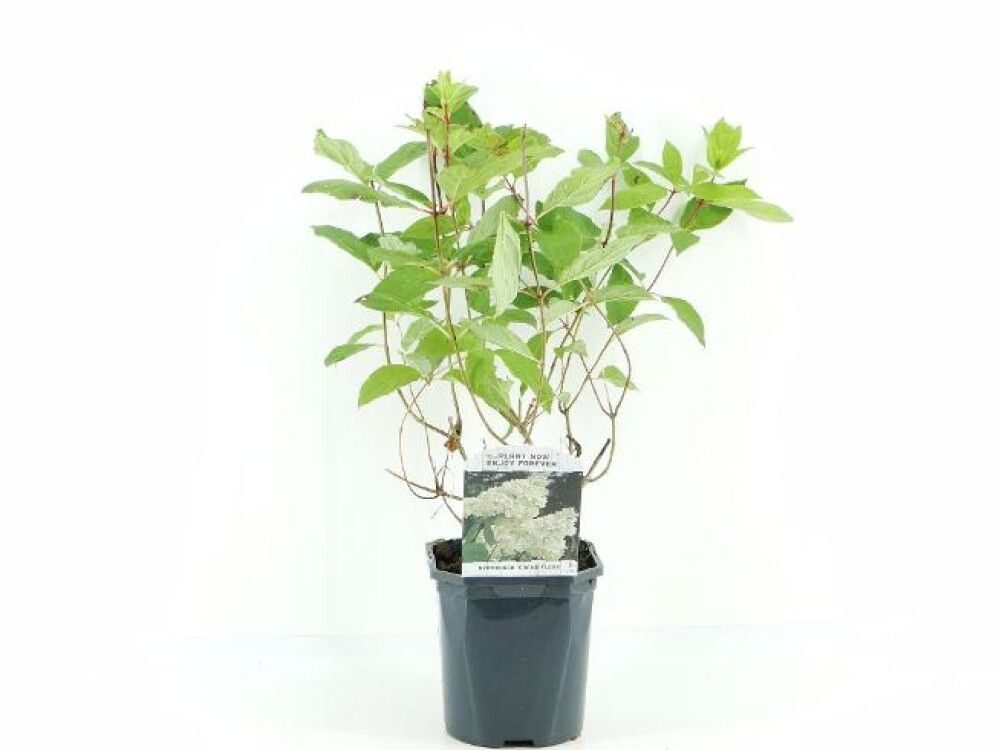 HYDRANGEA PAN. GRANDIFLORA 17CM