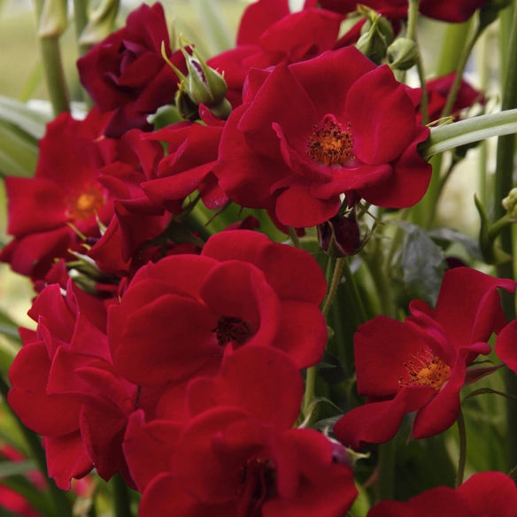 Rose »Marondo«