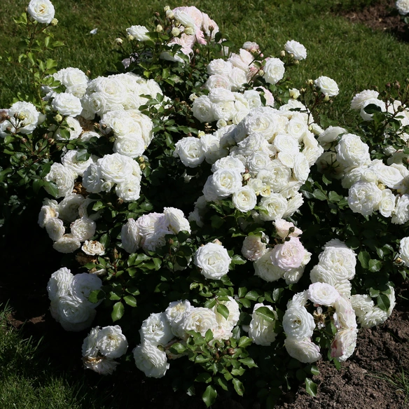 Zwergrose, Rosa »Schneeküsschen®«, Blüten: weiß