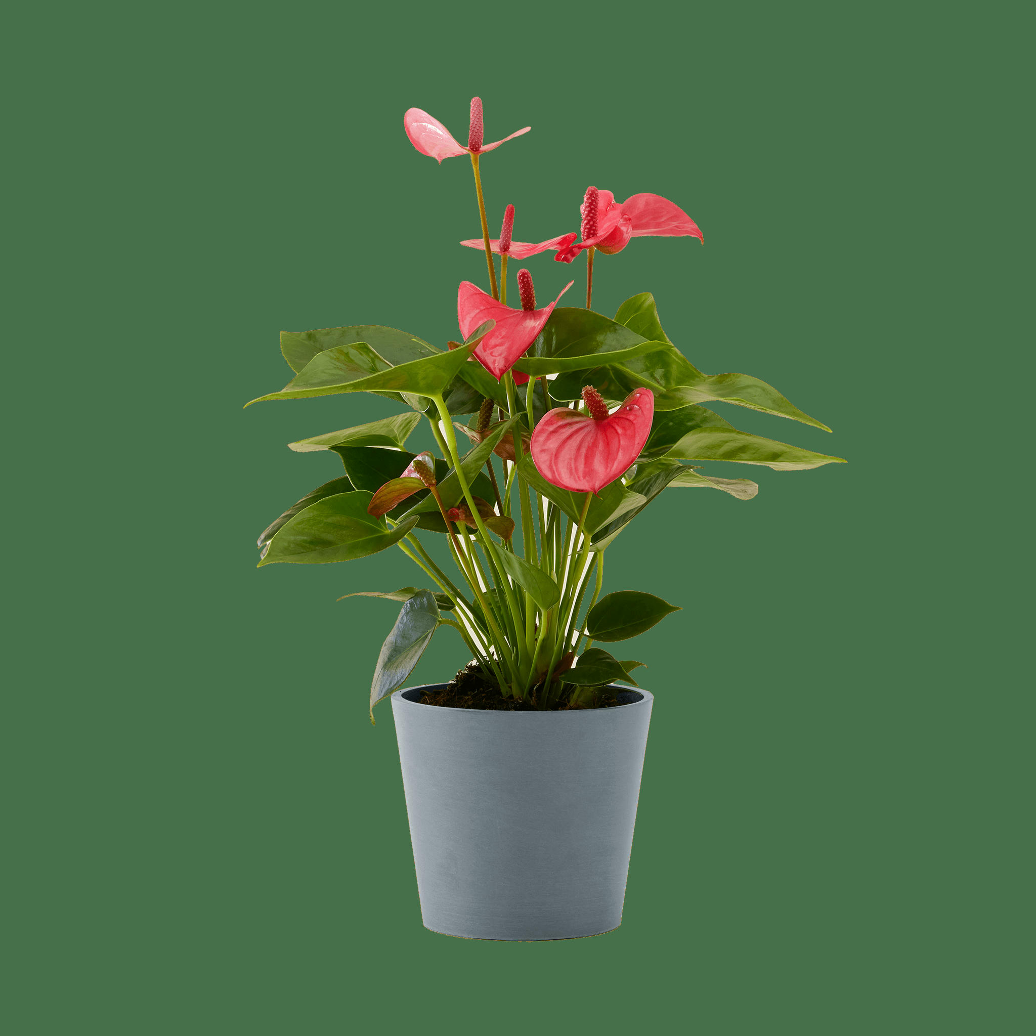 - Plante d'intérieur - Anthurium rose 50 cm en pot bleu gris