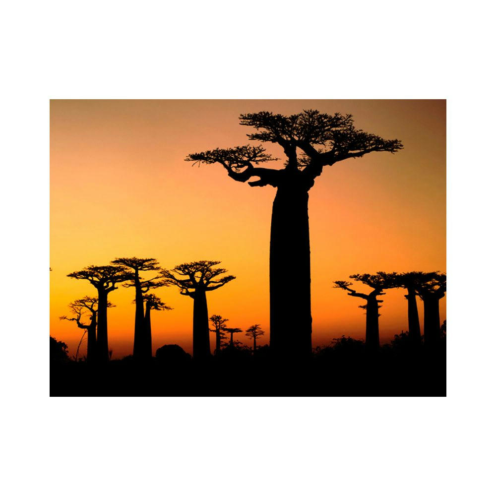 - Papier peint panoramique baobabs 300x231 cm