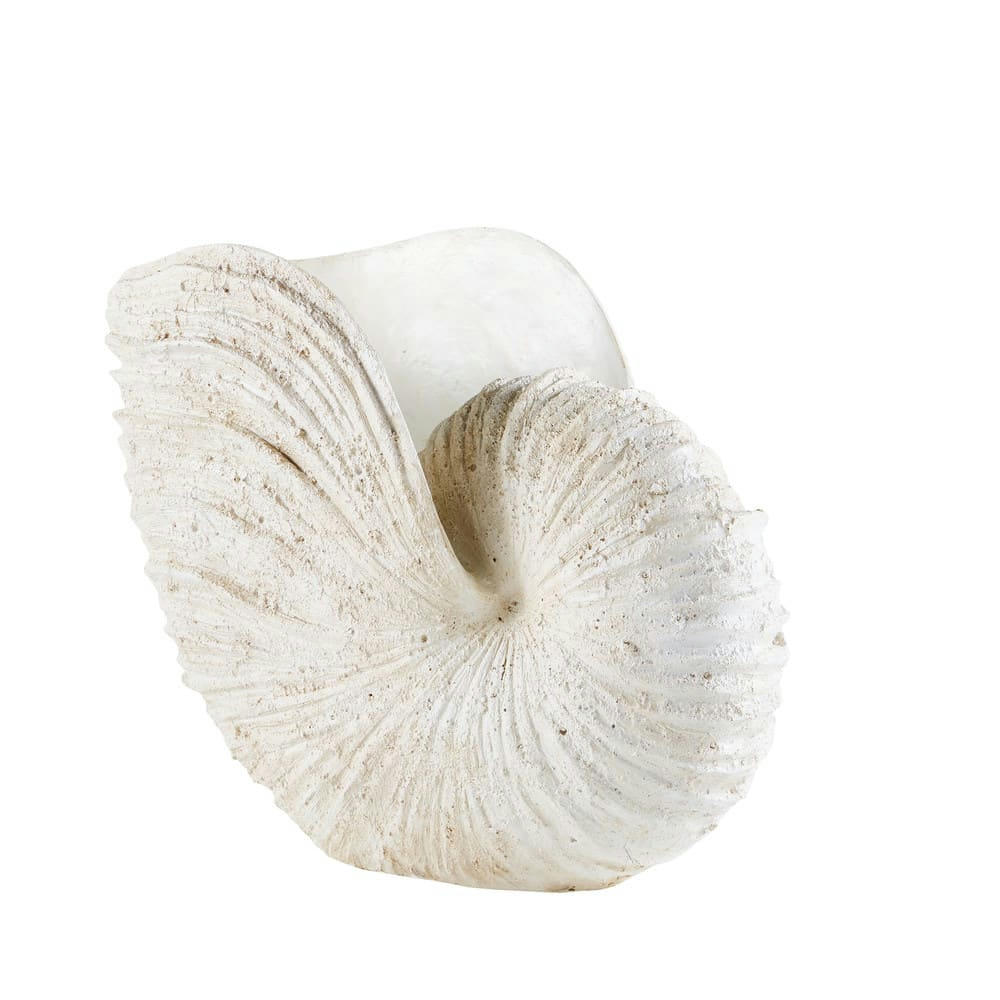 Ammonite - Statue fossile crème L50