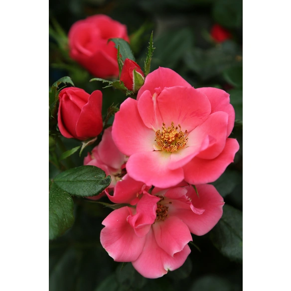 Pflanze »Zepeti«, Rose, rosa