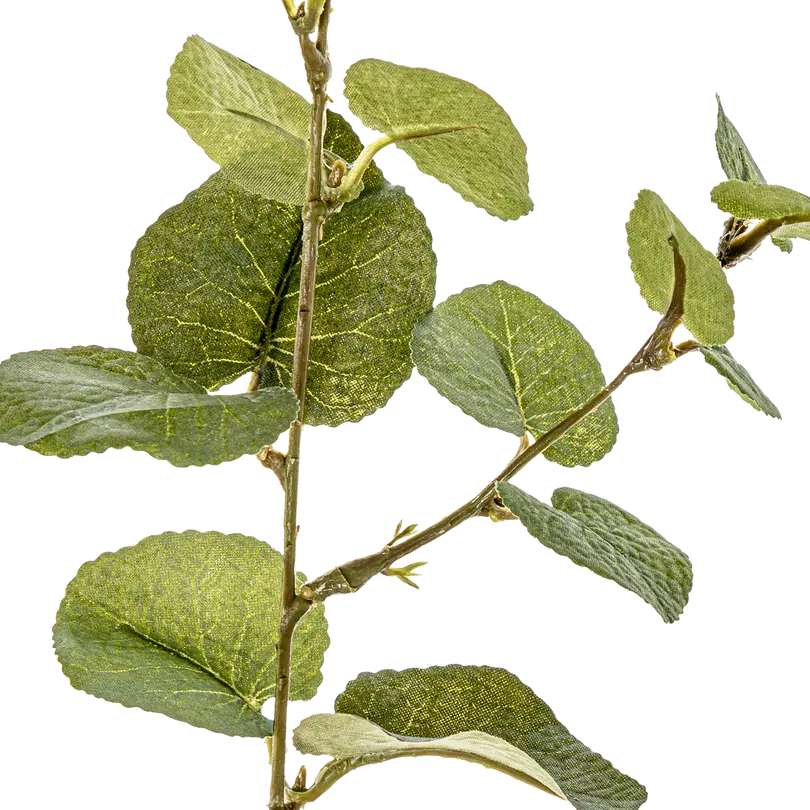 Dekozweig Eukalypa