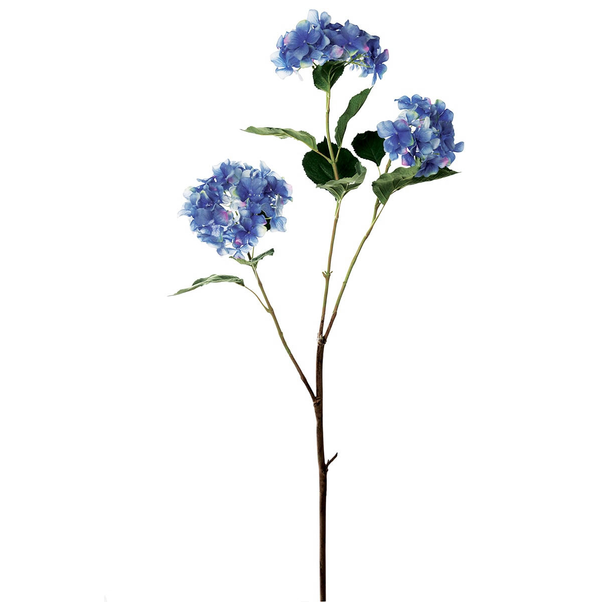 - Hortensia en branche