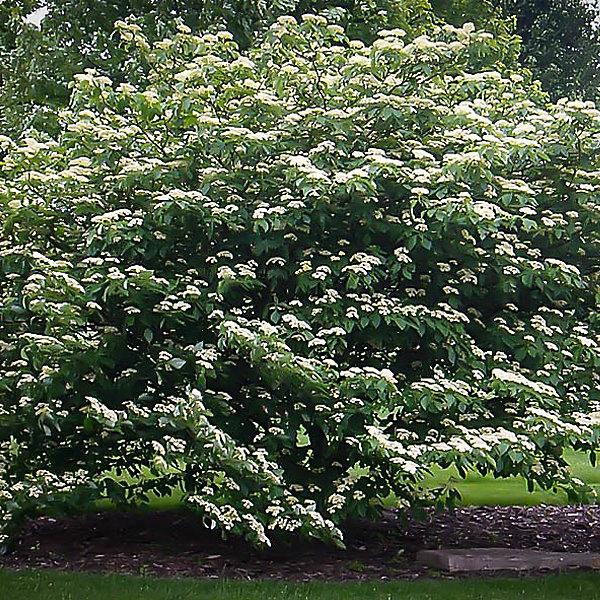 Cornouiller à feuilles alternes - Cornus alternifolia- 60-80 cm pot