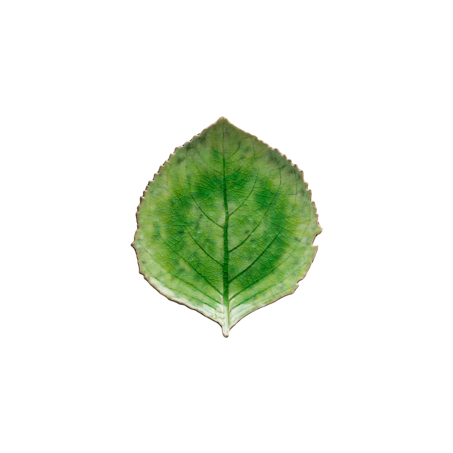Hydrangea Leaf Riviera