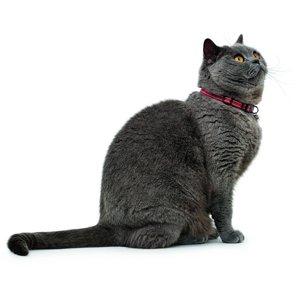 Halsband »Flashlight«, für Katzen, Nylon, rot