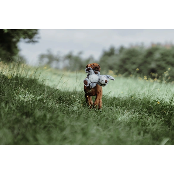 Hundespielzeug, mehrfarbig