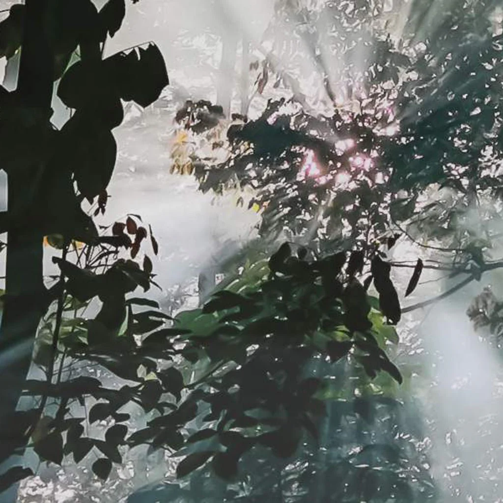 Quadro Vidro Arvores 150x100