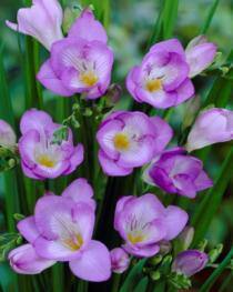 Bulbs Are Easy Single Blue Freesia Spring Bulb