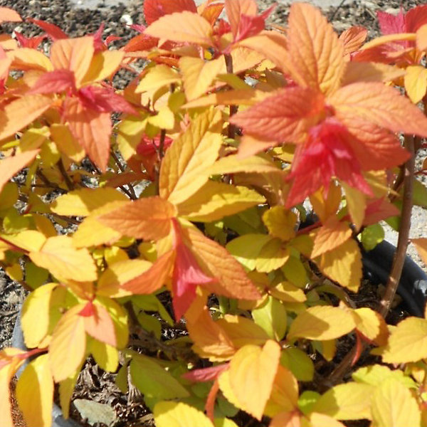 2 x Spirée Japonaise 'Goldflame' - Spiraea japonica 'Goldflame'- 40-50 cm pot