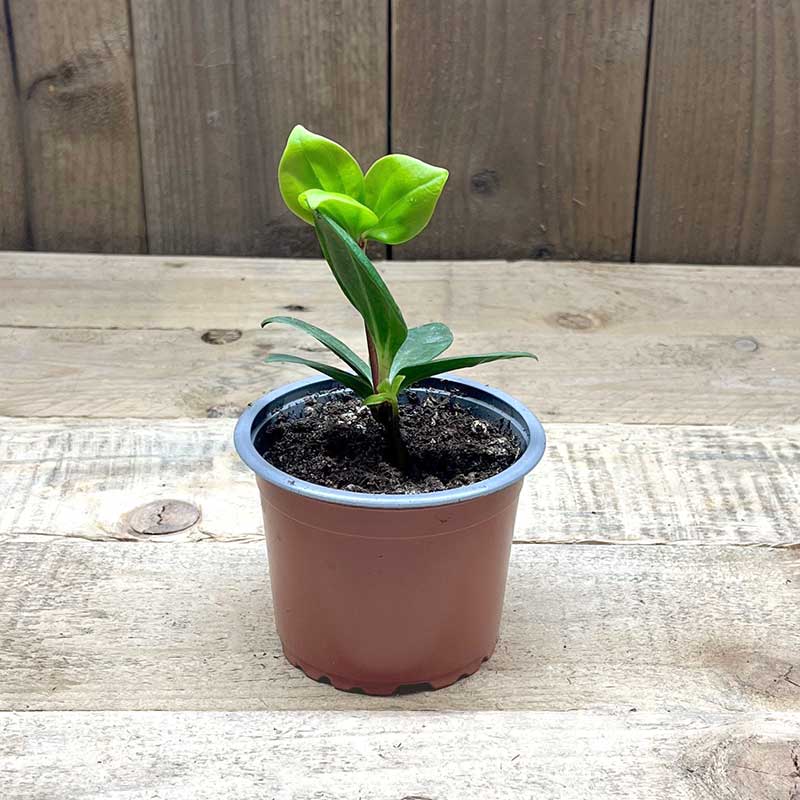 Kranspeperomia