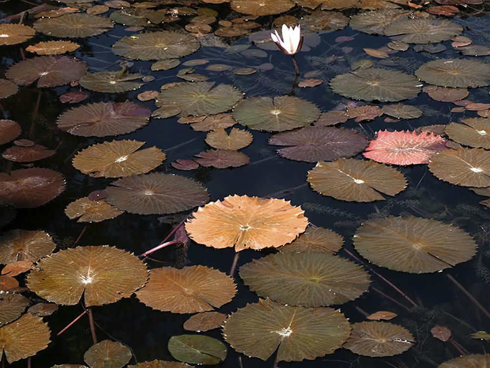 MERVEILLE - Photographie d'art de Zoé Pignolet 45x60 cm sur alu