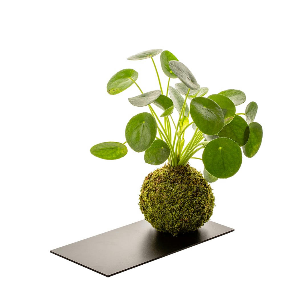- Kokedama pilea et plateau métal