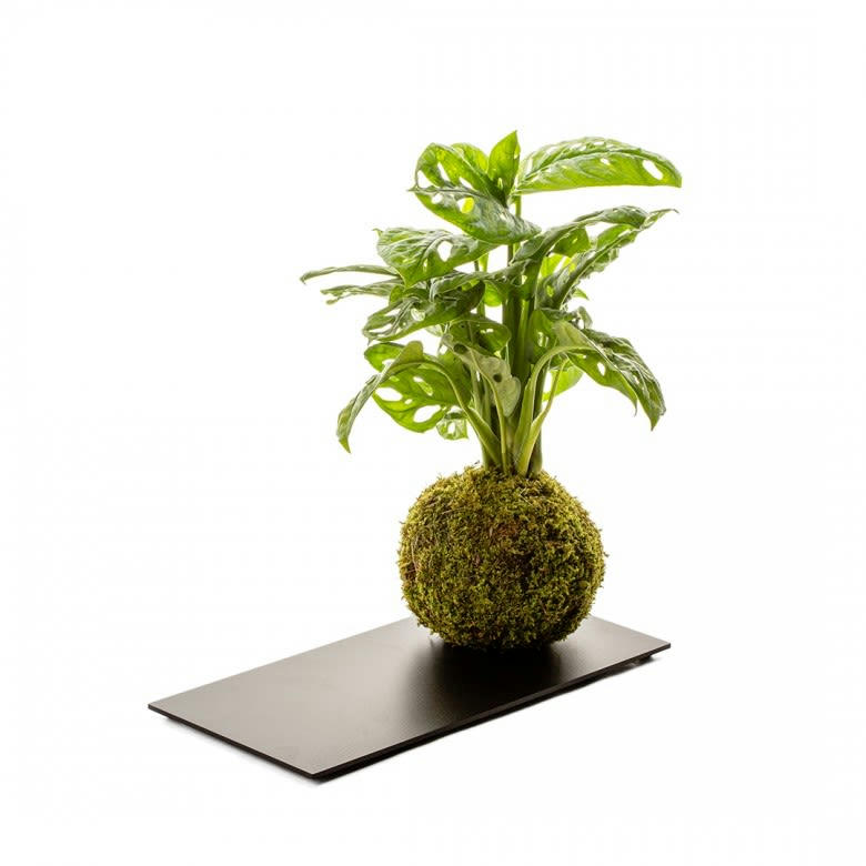 - Kokedama monstera et plateau métal