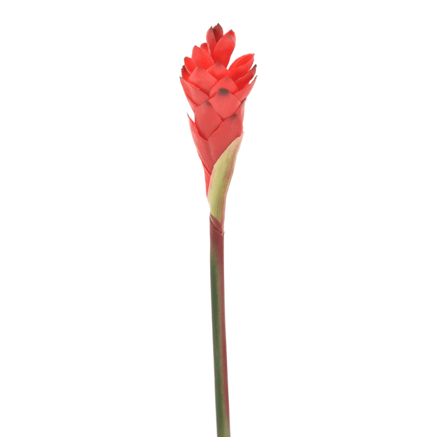 FLOR GINGER